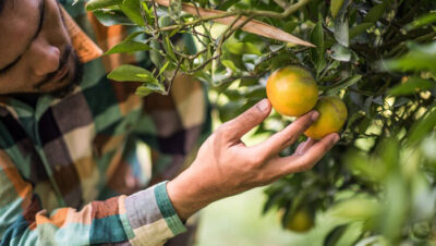 Trabajo en cosecha de frutas