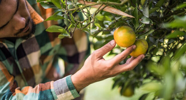 Trabajo en cosecha de frutas