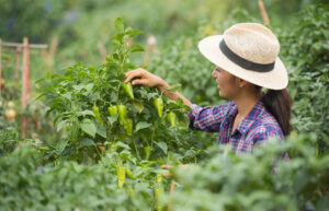 Trabajo para cosechadores con o sin experiencia