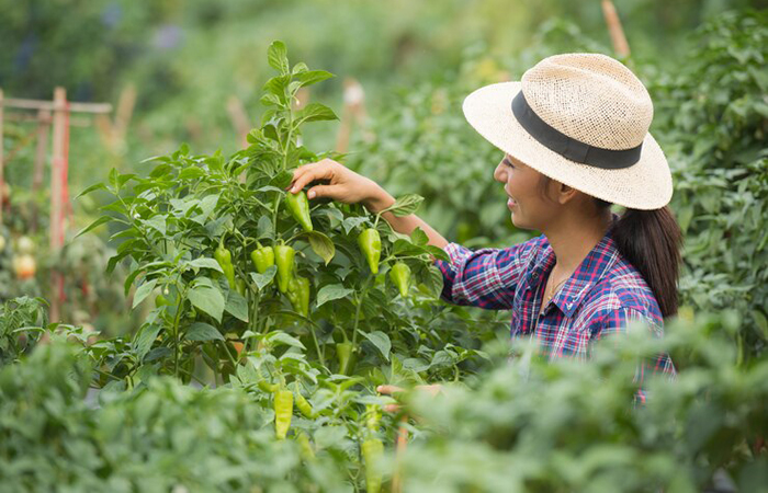 Trabajo para cosechadores con o sin experiencia